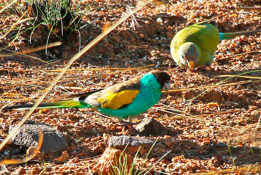 reprodução de hoodeds