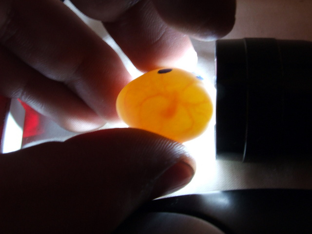 cálcio para psitacídeos