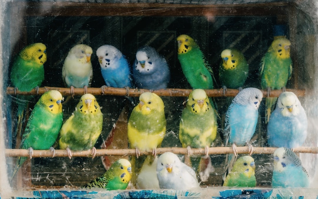 psitacídeos em superlotação de viveiro