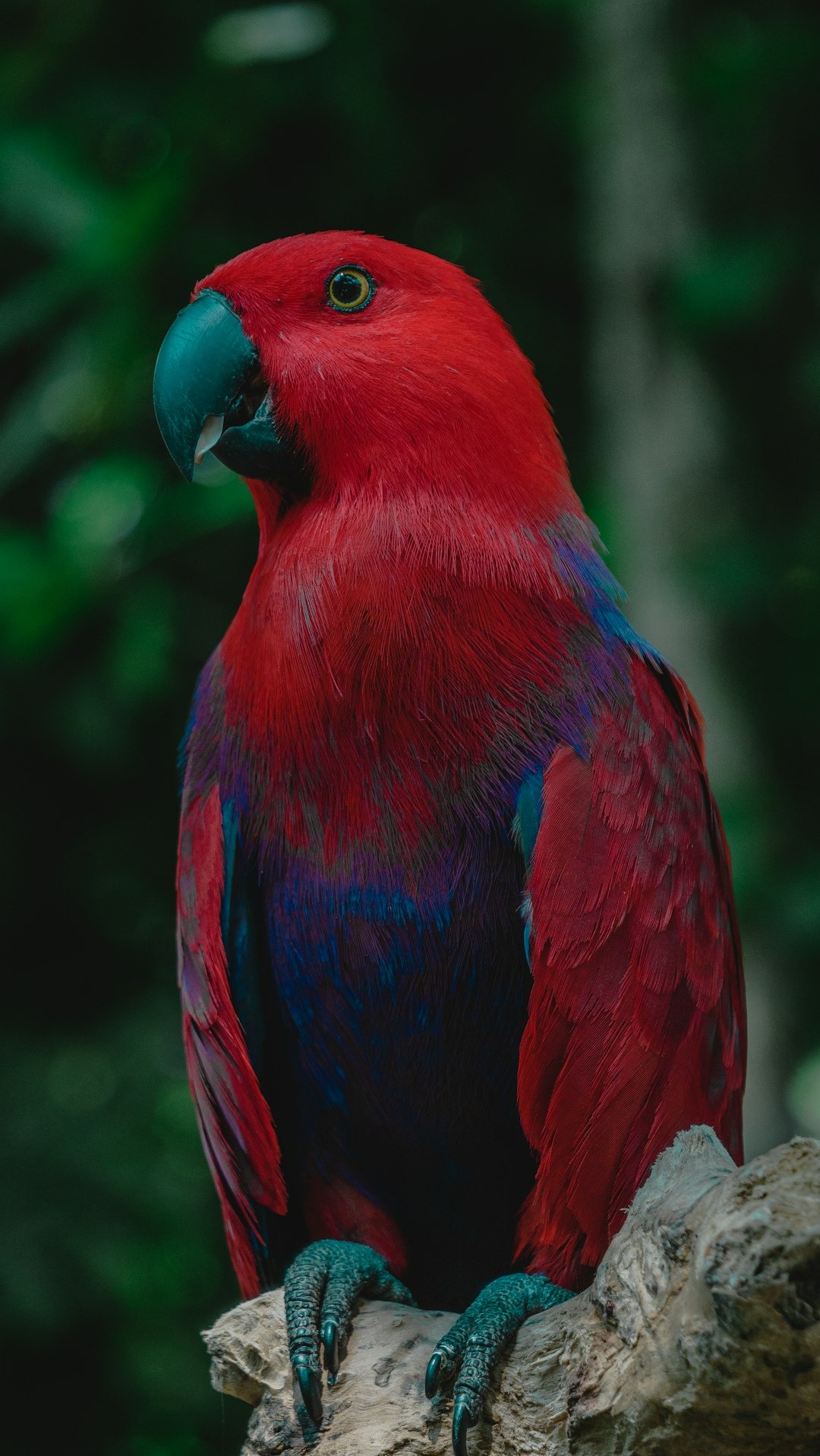 Alimentação de papagaio ecletus uso de proteína nas alimentação