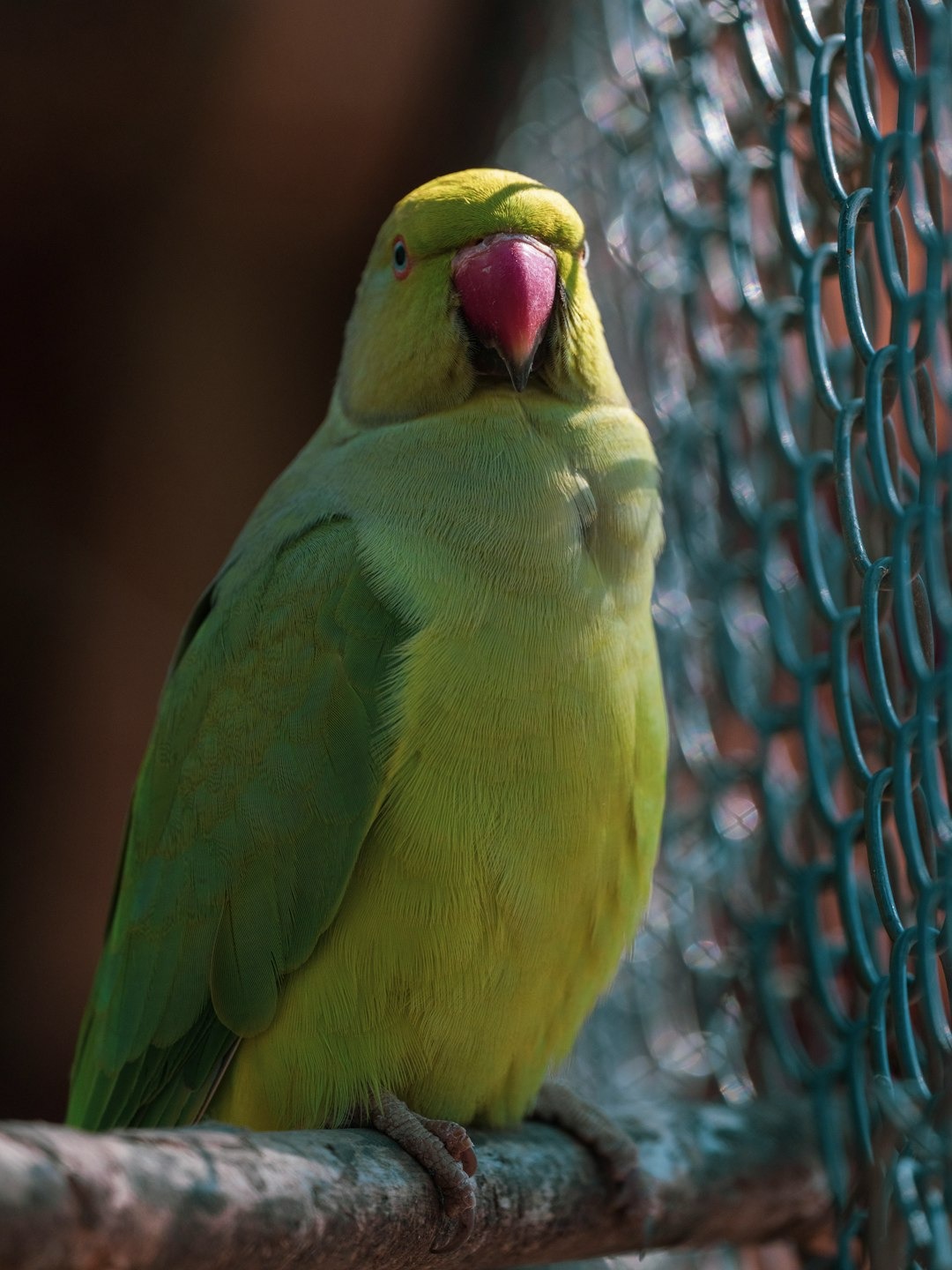 criação de ring neck