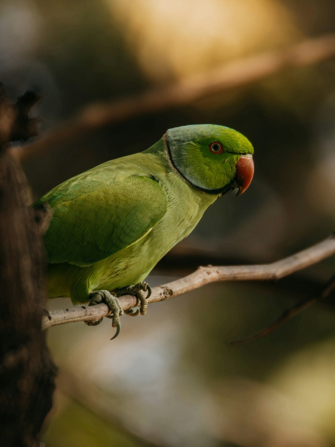 época de reprodução de ring neck