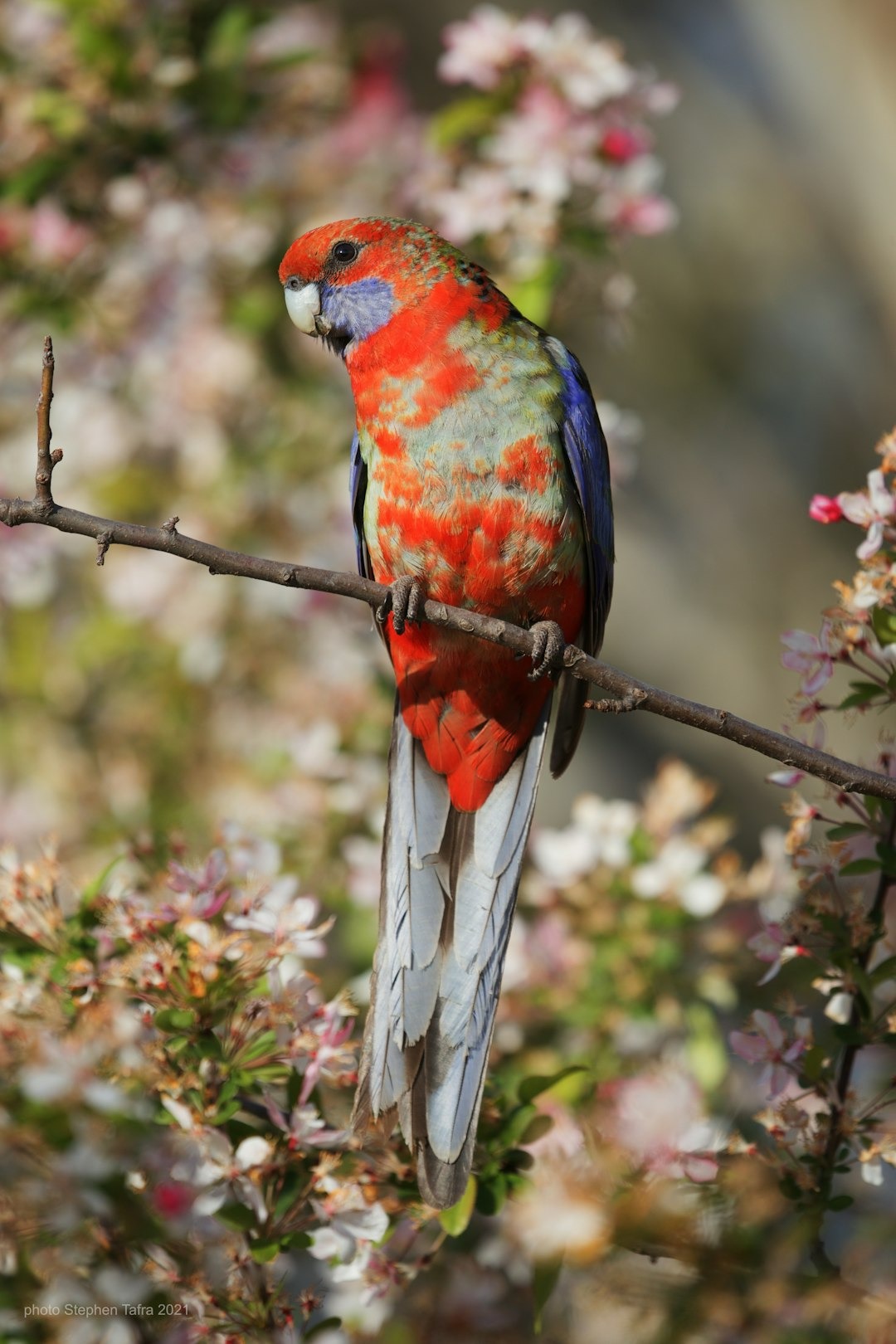 criação de roselas