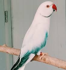 criação de ring neck