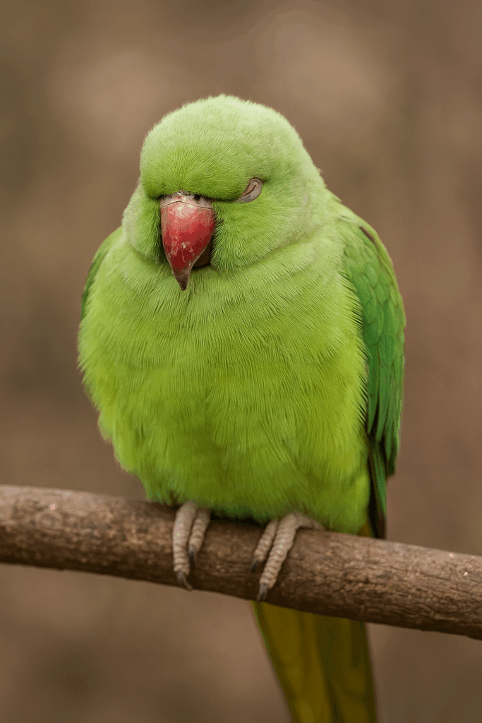 Criação de ring neck