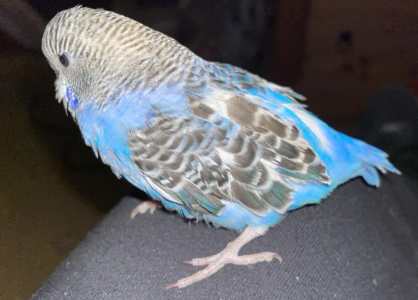 doenças de psitacídeos