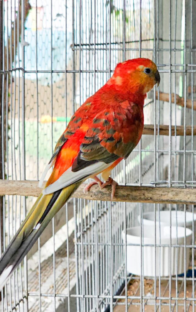 red rumped parakeet