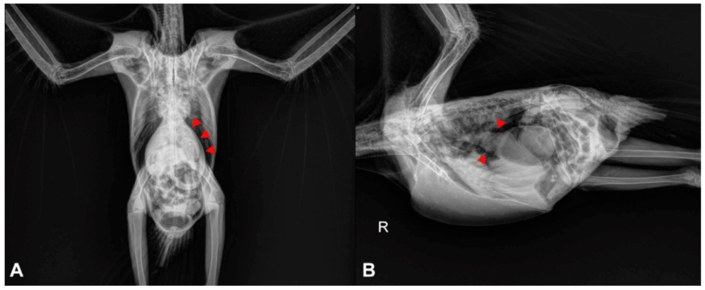 bornavírus em ring neck