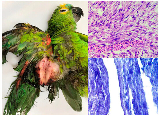 doenças de psitacídeos