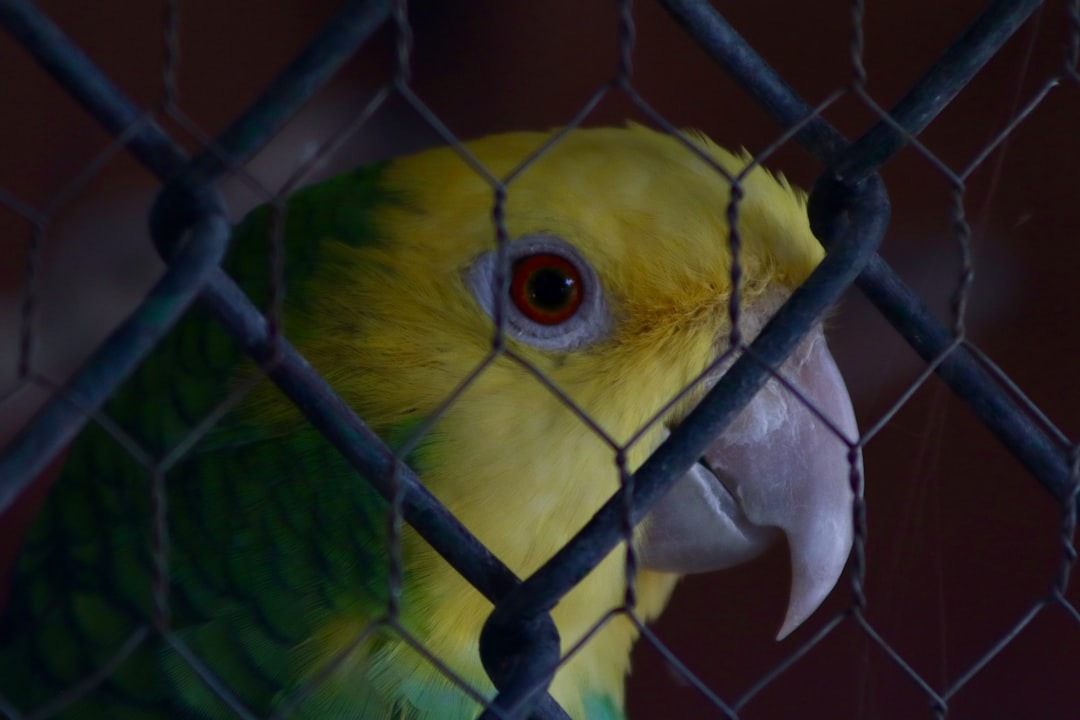 doenças de aves