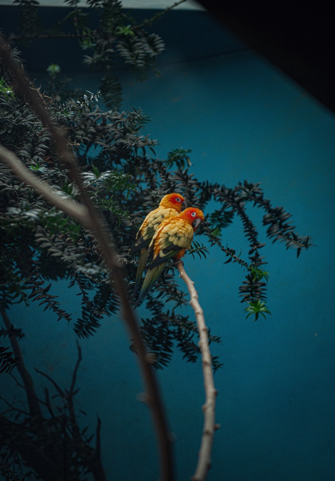 criação de ring neck