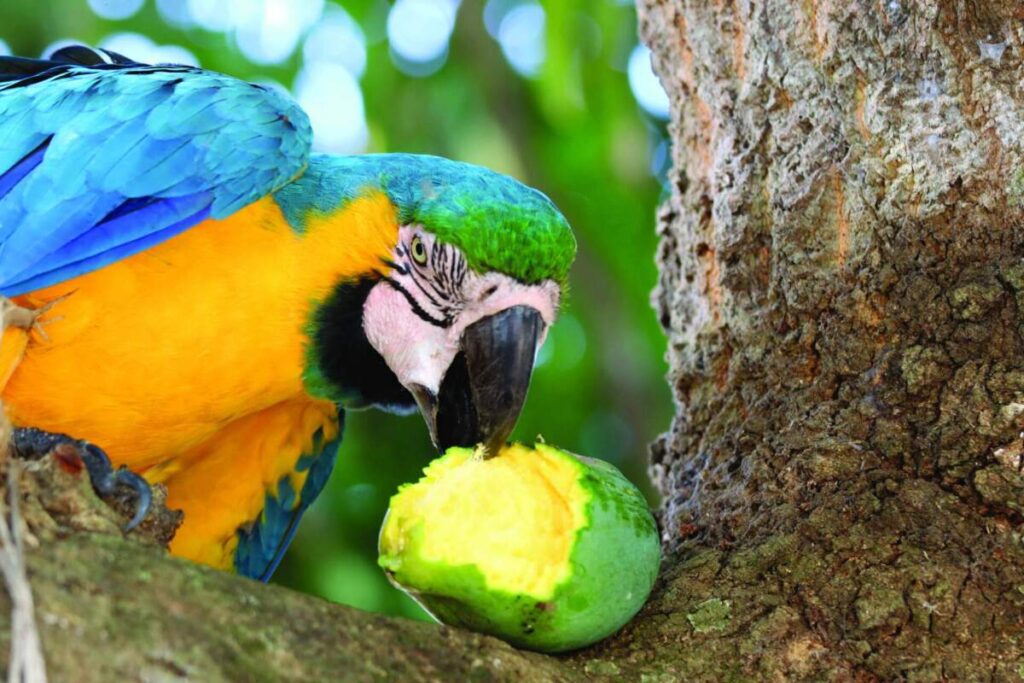 imunidade em psitacídeos