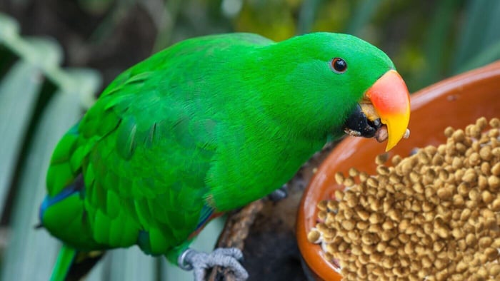 ração de calopsita