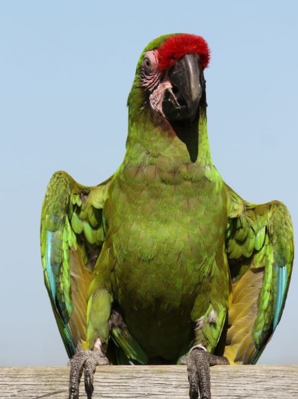 manejo de psitacídeos