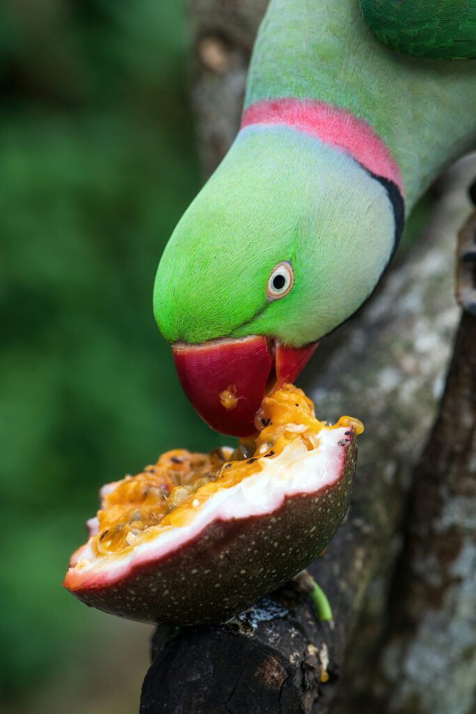 alimentação de ring neck