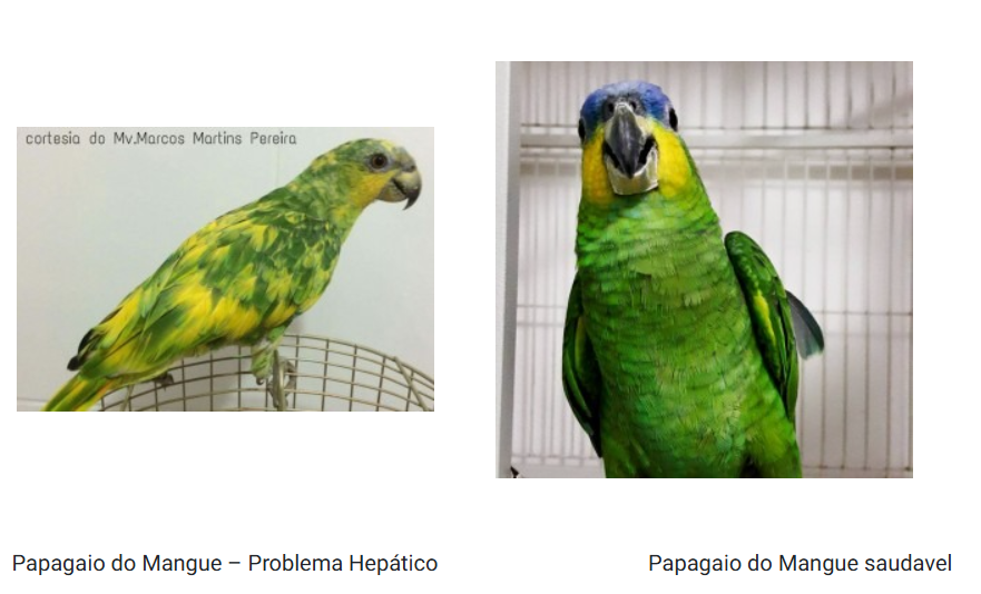 problema hepático em aves