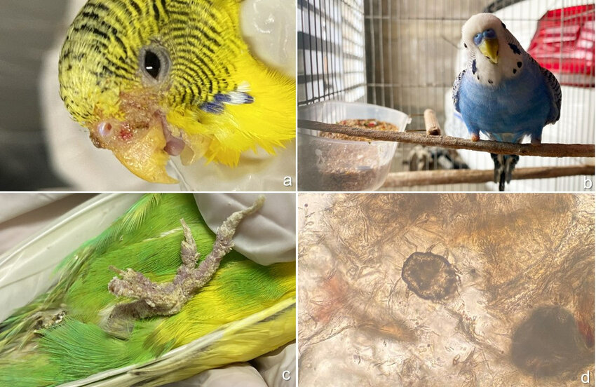 Ácaros em periquitos 