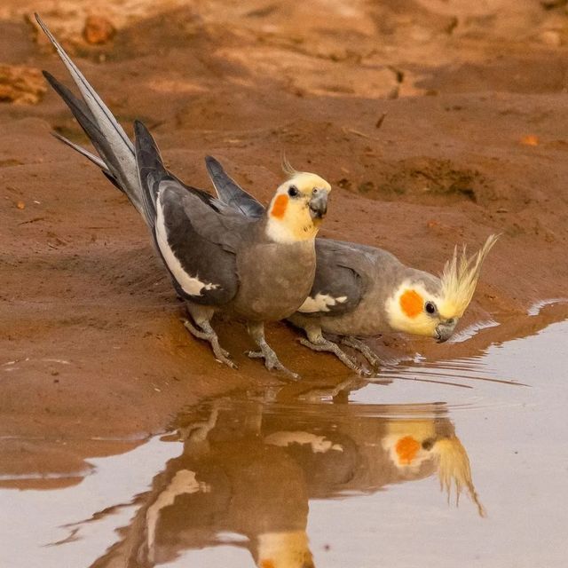 Longevidade em psitacídeos