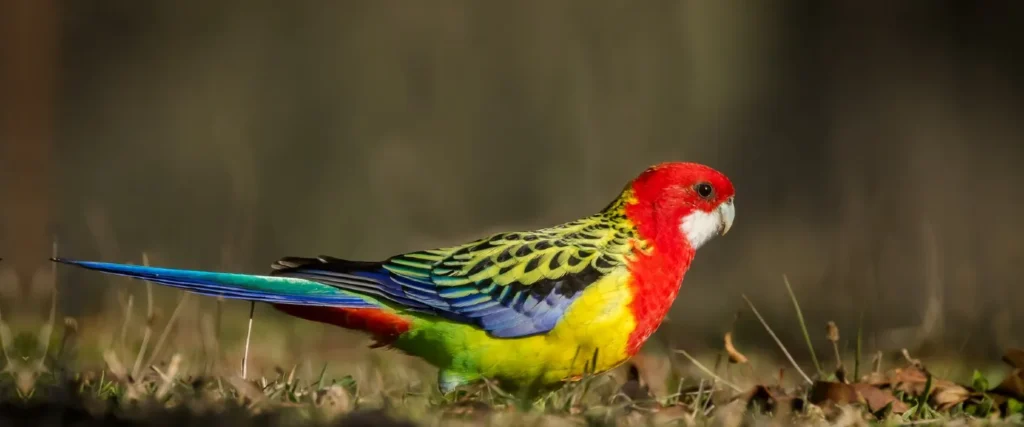 rosella eximius