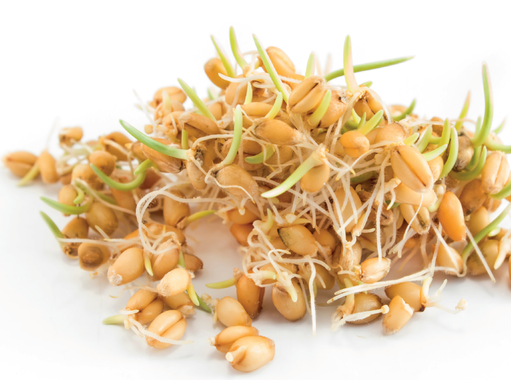 sementes germinadas