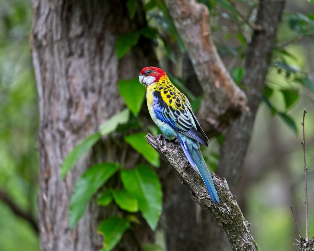 rosella eximius
